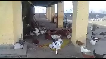 Botando as galinha pra correr escola Estadual Muriaé-MG